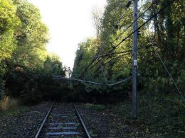 Tree on line